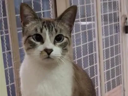 Gato raça SRD-ViraLata idade 2 anos nome Júnior 