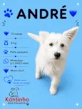 André