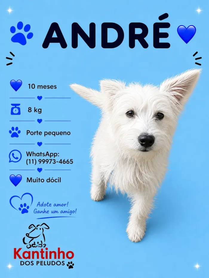Cachorro raça SRD-ViraLata idade 7 a 11 meses nome André