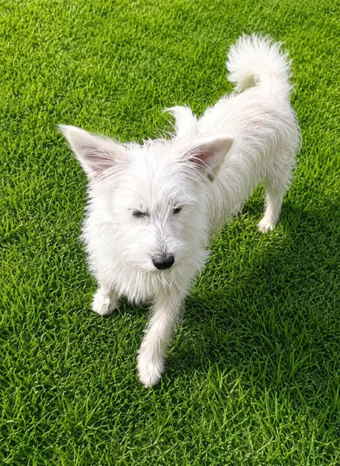 Cachorro raça SRD-ViraLata idade 7 a 11 meses nome André