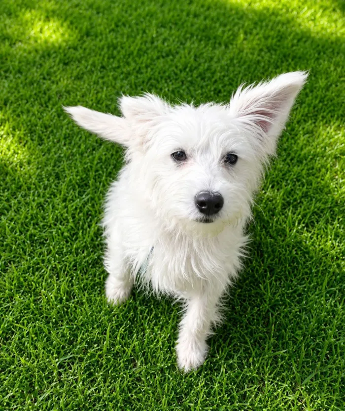 Cachorro raça SRD-ViraLata idade 7 a 11 meses nome André
