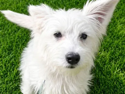 Cachorro raça SRD-ViraLata idade 7 a 11 meses nome André