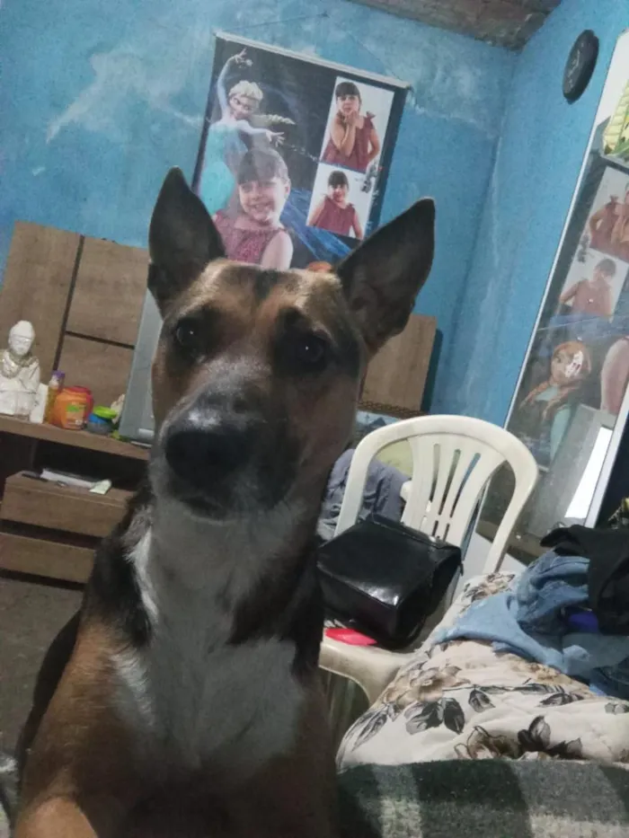 Cachorro raça SRD-ViraLata idade 7 a 11 meses nome chocolate