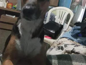 Cachorro raça SRD-ViraLata idade 7 a 11 meses nome chocolate
