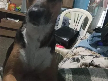 Cachorro raça SRD-ViraLata idade 7 a 11 meses nome chocolate