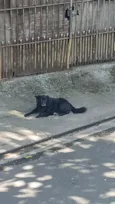 skooby