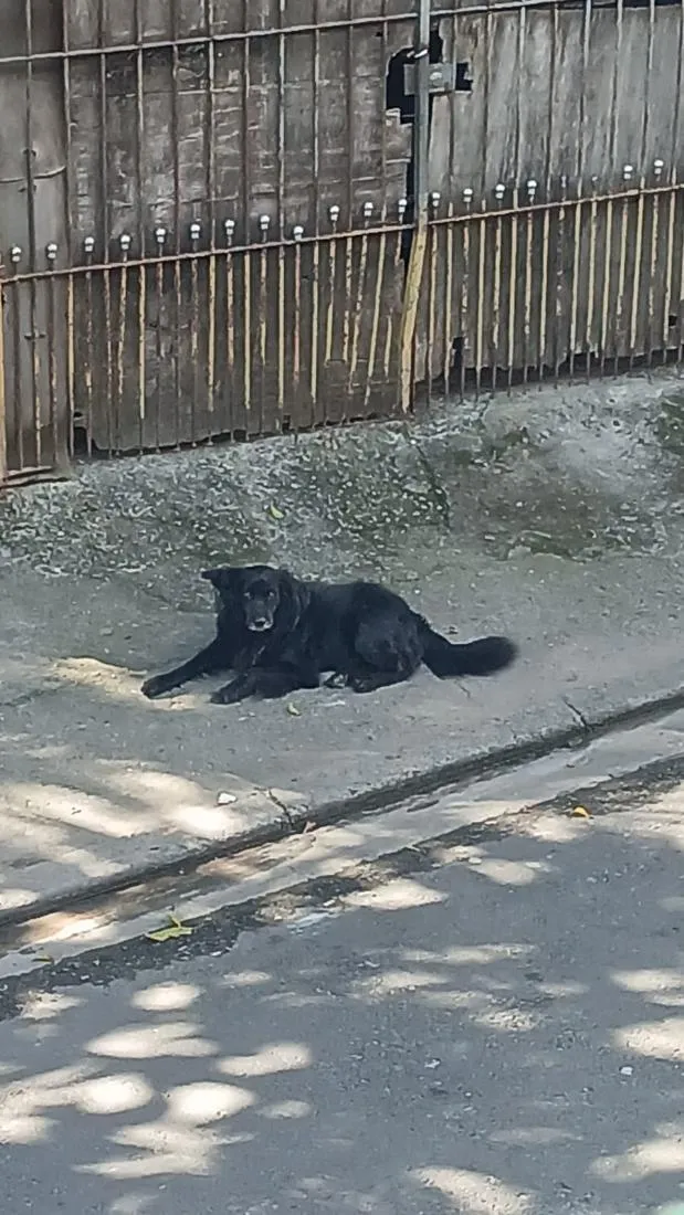 Cachorro raça SRD-ViraLata idade 2 anos nome skooby