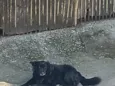 skooby