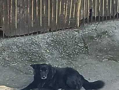 Cachorro raça SRD-ViraLata idade 2 anos nome skooby