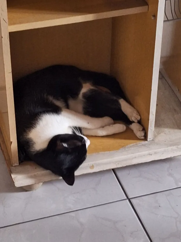 Gato raça SRD-ViraLata idade 7 a 11 meses nome Frederico 