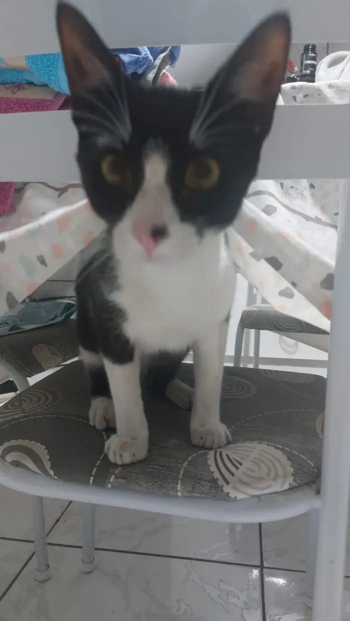 Gato raça SRD-ViraLata idade 7 a 11 meses nome Frederico 