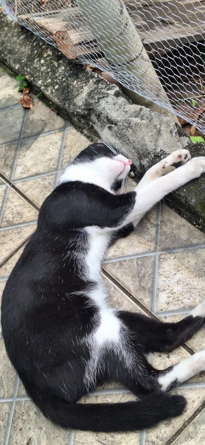 Gato raça SRD-ViraLata idade 7 a 11 meses nome Frederico 