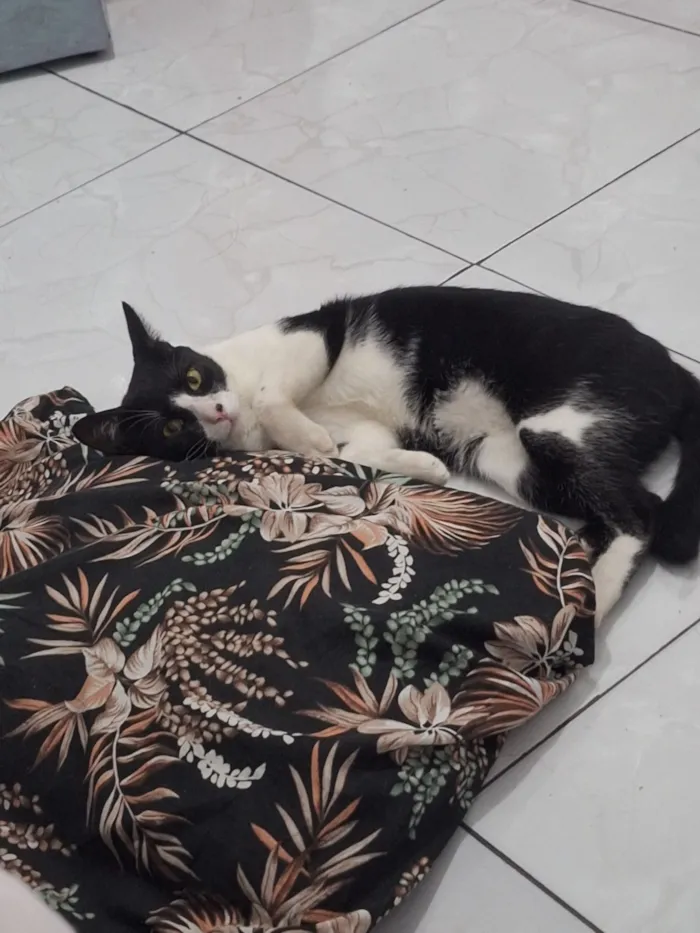 Gato raça SRD-ViraLata idade 7 a 11 meses nome Frederico 