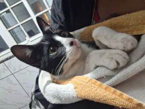 Gato raça SRD-ViraLata idade 7 a 11 meses nome Frederico 
