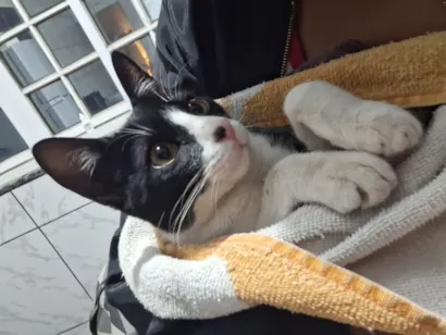 Gato raça SRD-ViraLata idade 7 a 11 meses nome Frederico 