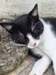 Frederico 