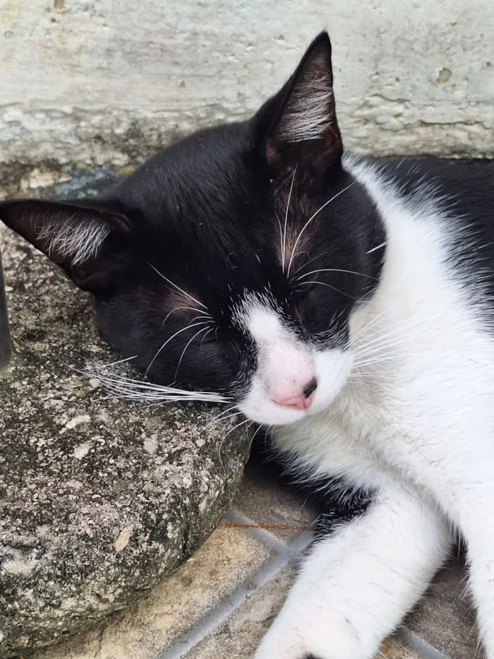 Gato raça SRD-ViraLata idade 7 a 11 meses nome Frederico 