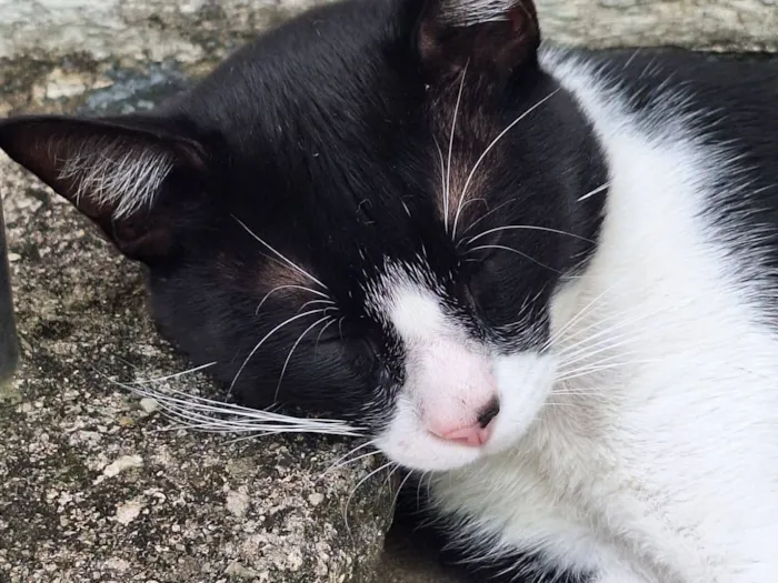 Gato raça SRD-ViraLata idade 7 a 11 meses nome Frederico 