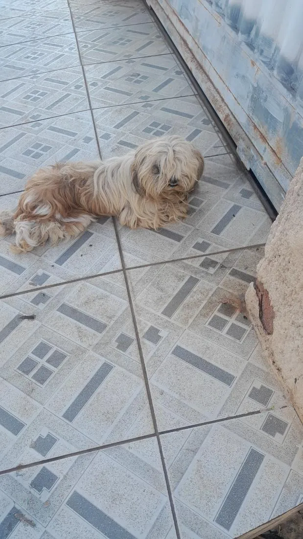 Cachorro raça Shitzu idade 5 anos nome não sei