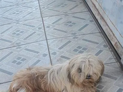 Cachorro raça Shitzu idade 5 anos nome não sei