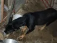 princesa e trovão 