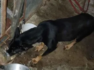 Cachorro raça SRD-ViraLata idade 1 ano nome princesa e trovão 
