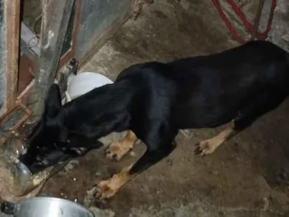 Cachorro raça SRD-ViraLata idade 1 ano nome princesa e trovão 