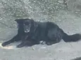 skooby