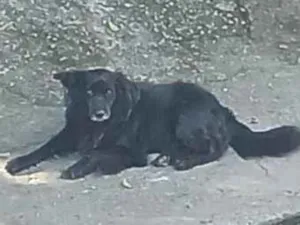 Cachorro raça SRD-ViraLata idade 2 anos nome skooby