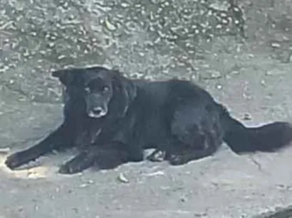 Cachorro raça SRD-ViraLata idade 2 anos nome skooby