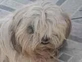 Cachorro raça Shitzu idade 5 anos nome não sei