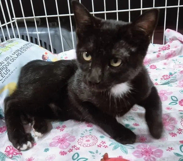 Gato raça SRD-ViraLata idade 2 a 6 meses nome FOFA FRAJOLA
