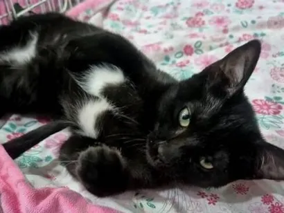 Gato raça SRD-ViraLata idade 2 a 6 meses nome FOFA FRAJOLA