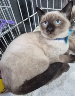 Gato raça SRD-ViraLata idade 2 a 6 meses nome TONHO SIAMÊS