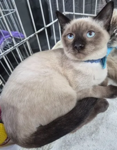Gato raça SRD-ViraLata idade 2 a 6 meses nome TONHO SIAMÊS