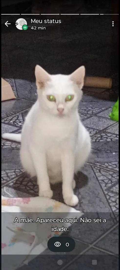 Gato raça SRD-ViraLata idade 1 ano nome não sei o nome 