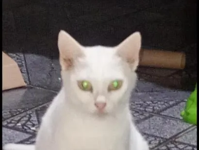 Gato raça SRD-ViraLata idade 1 ano nome não sei o nome 