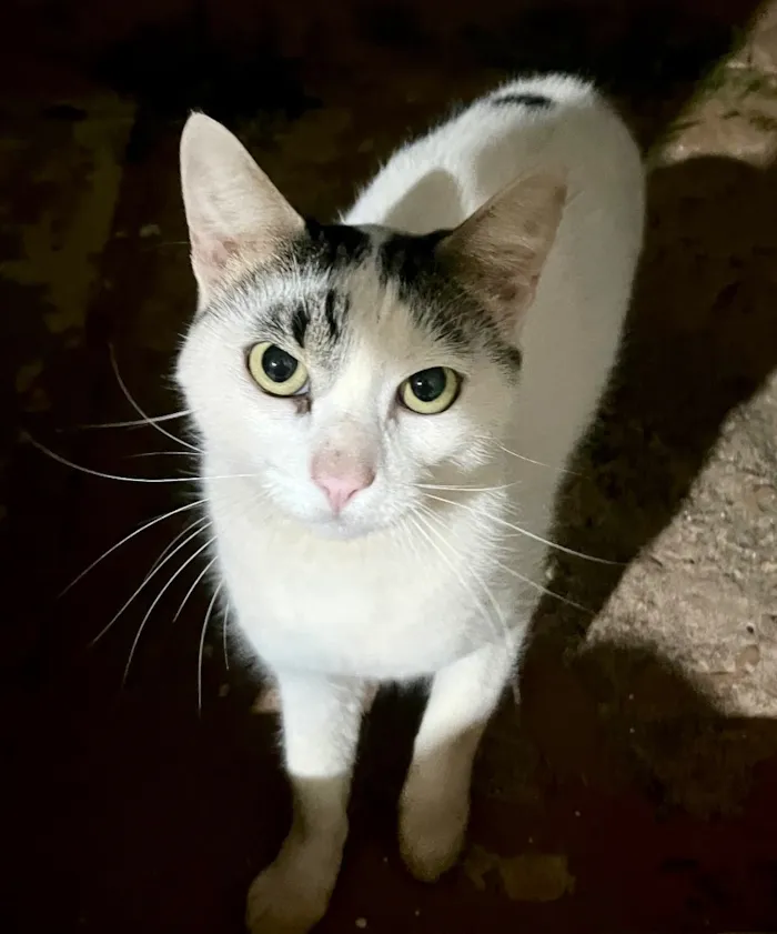 Gato raça SRD-ViraLata idade 2 anos nome Não tem