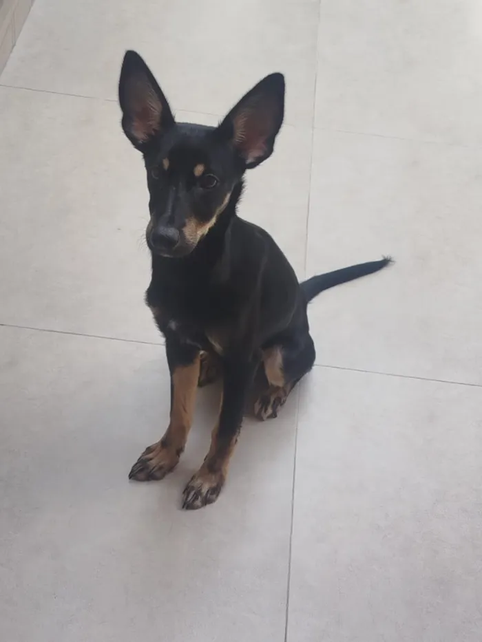 Cachorro raça SRD-ViraLata idade 7 a 11 meses nome Pipoca