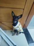 Pipoca