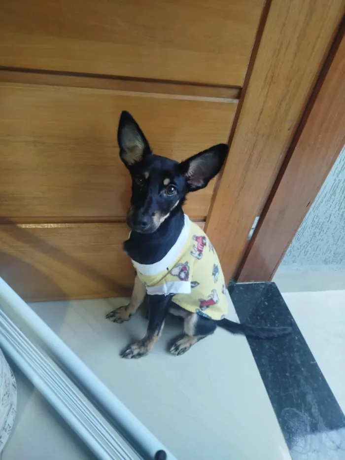 Cachorro raça SRD-ViraLata idade 7 a 11 meses nome Pipoca
