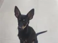 Pipoca