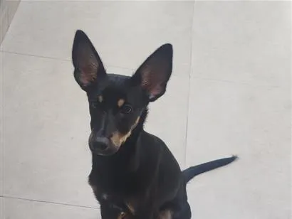 Cachorro raça SRD-ViraLata idade 7 a 11 meses nome Pipoca