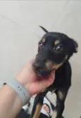 Pipoca