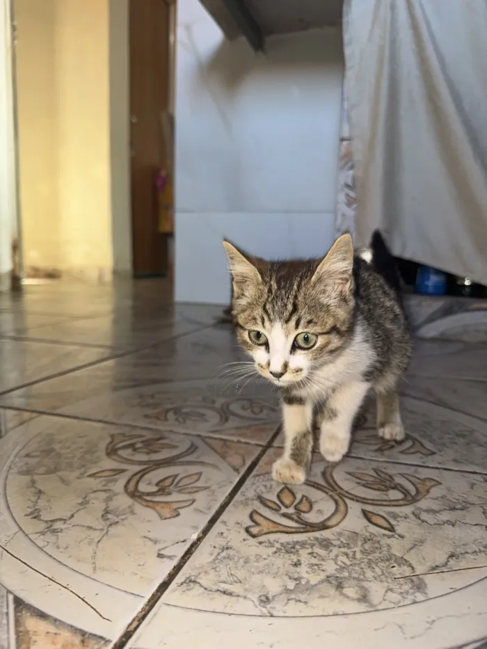 Gato raça  idade Abaixo de 2 meses nome Sem nome