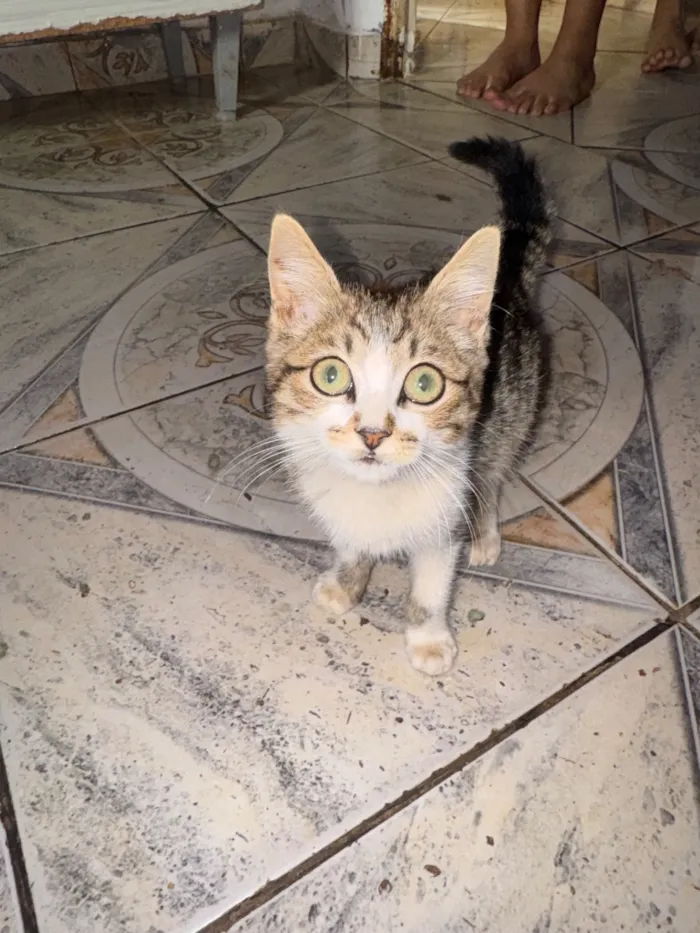 Gato raça  idade Abaixo de 2 meses nome Sem nome