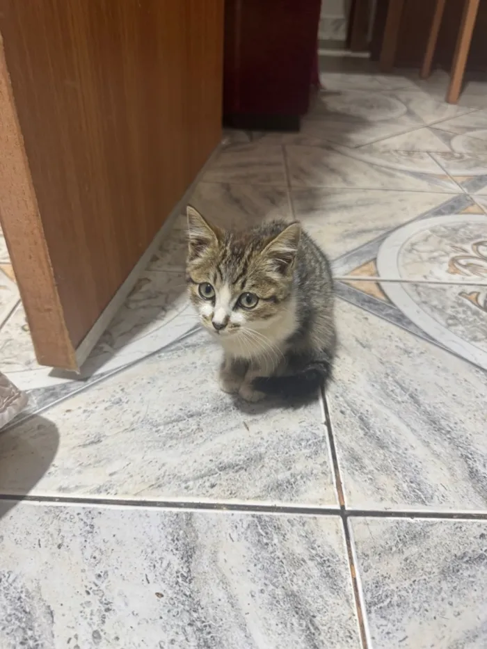 Gato raça  idade Abaixo de 2 meses nome Sem nome