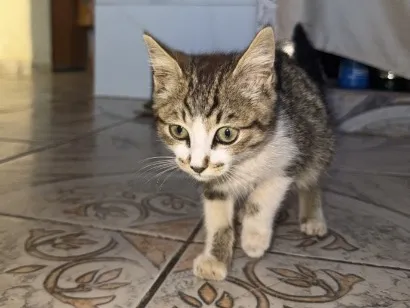 Gato raça  idade Abaixo de 2 meses nome Sem nome