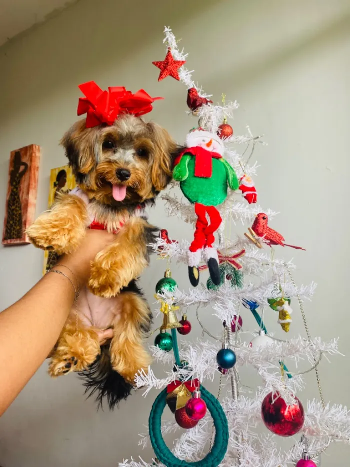 Cachorro raça SRD-ViraLata idade 2 anos nome Zoe