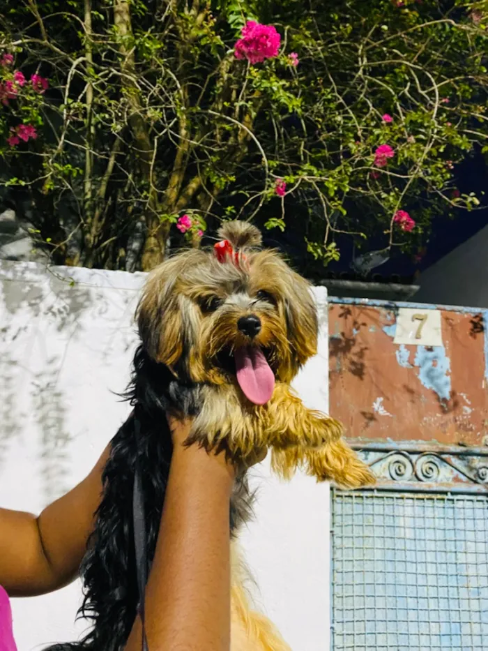 Cachorro raça SRD-ViraLata idade 2 anos nome Zoe